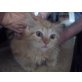 Garfield, Langhaariger roter Highlandmischling - Kater