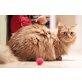 Garfield, Main Coon - EKH - Kater