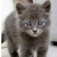 Garfield, Mischling - Kater