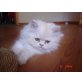 Garfield, Perser - Kater