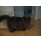 Garfield, Perser - Kater