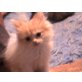 Garfield, Perser - Kater