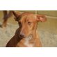 Garfield, Podenco Welpen - Rüde