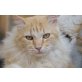 Garfield, ein Prachtkerl - Kater