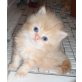 Garfield,reinrassig,lieb verschmusst entwurmt, Perser - Kater