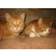 Garfield und Bacadi - Kater