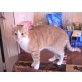 Garfield und Burli, Hauskatze - Kater
