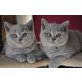 Garibaldi, Gulliver, Georgina, Britisch Kurzhaarkatze - Kater