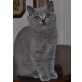 Garibaldi und Gulliver, Britisch Kurzhaarkatze - Kater