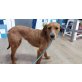 Garina, Segugio Italiano Mix - Hündin