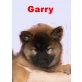 Garry, Eurasier - Rüde