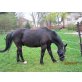 Garry, Warmblut - Wallach