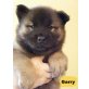 Gary, Eurasier - Rüde