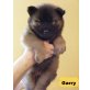 Gary, Eurasier - Rüde