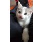 Gary, Europäisch Kurzhaar - Kater