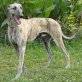 Gary, Galgo Español - Rüde