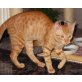 Gary und Monty, rot getigert und schwarz, Brüder - Kater