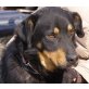 Gaston, Bracke-Berner Sennenhund - Rüde