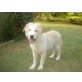 Gaston, Golden Retriever Hovawart Mischling - Rüde