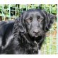 Gastone, Retriever Mix - Rüde