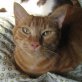 Gati, Europäische Kurzhaarkatze - Kater