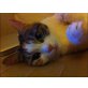 Gatita, suche Platz für verschmuste Katze - Katze