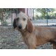 Gaucho sucht Liebe und Verständnis, Segugio Italiano - Rüde