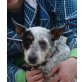 Gavina, Australian Cattle Dog Mix - Hündin