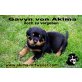 Gavyn von Akima, Rottweiler Welpen - Rüde