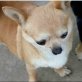 Gaya hat ein sehr freundliches Gemüt, Chihuahua kurzhaariger Schlag - Hündin