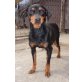 Gazelle, Zwergpinscher - Hündin