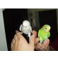 Gebe Nestjunge Wellensittiche ab, Wellensittich