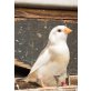 Gebe Zebrafinken ab, Zebrafinken