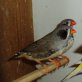 Gebe Zebrafinken ab auch Schwarzwangen, Zebrafinken