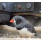 Gebe Zebrafinken ab auch Schwarzwangen, Zebrafinken