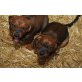 Gebirgsschweißhund/Appenzeller Sennenhund Welpen - Rüde