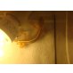 Gecko Vittatus - weiblich