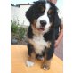 Gee-Blue, Berner Sennenhund Welpen - Hündin