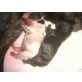 Geeny und Goldy von der Schorfheide, Französische Bulldogge Welpen - Hündin