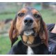 Gegia, Segugio Mix - Hündin