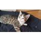 Gela, Europäisch Kurzhaar - Katze