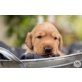Gelber Rüde, Labrador Retriever Welpen - Rüde