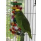 Gelbstirn Amazone - weiblich