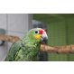 Gelbwangen Amazone