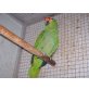Gelbwangen Amazone - männlich