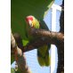 Gelbwangen Amazone - weiblich