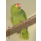 Gelbwangen Amazone - weiblich