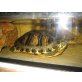 Gelbwangenschmuckschildkröten