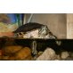Gelbwangenschmuckschildkröten