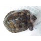 Gelbwangenschmuckschildkröten